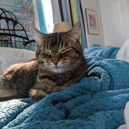 The One Cat Bed and Breakfast Brattleboro Eksteriør billede