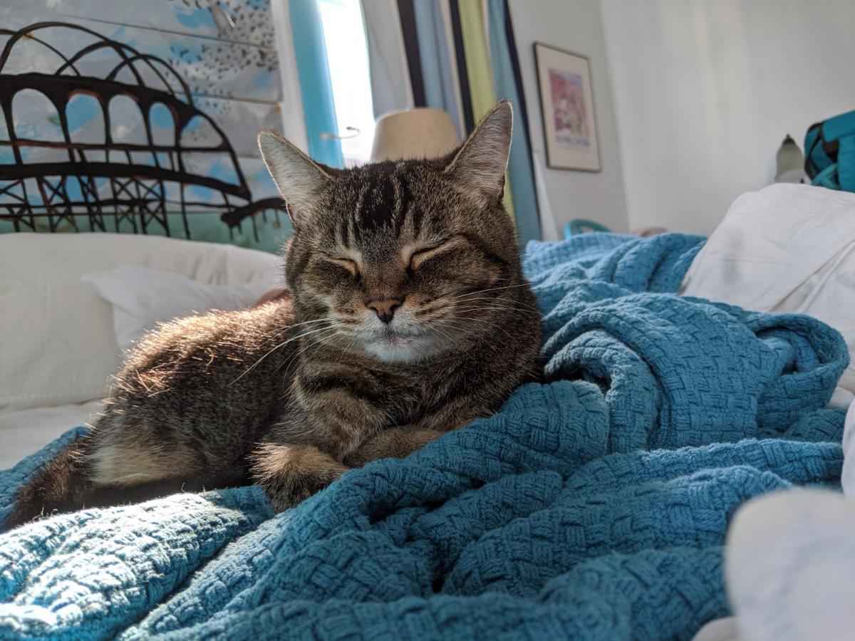 The One Cat Bed and Breakfast Brattleboro Eksteriør billede