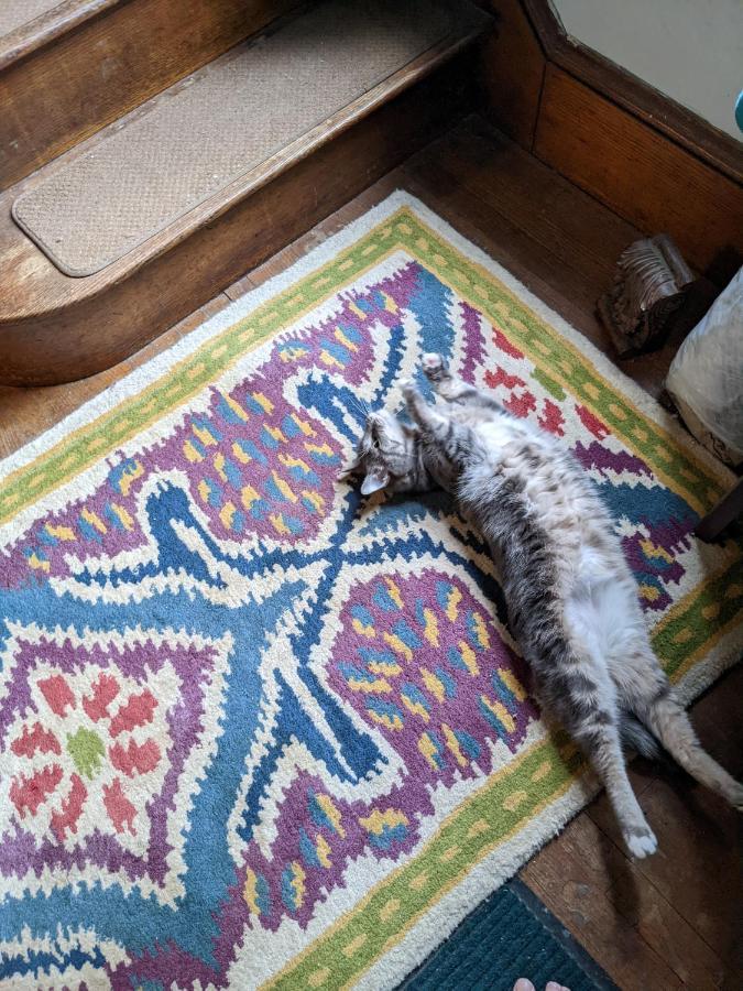 The One Cat Bed and Breakfast Brattleboro Eksteriør billede
