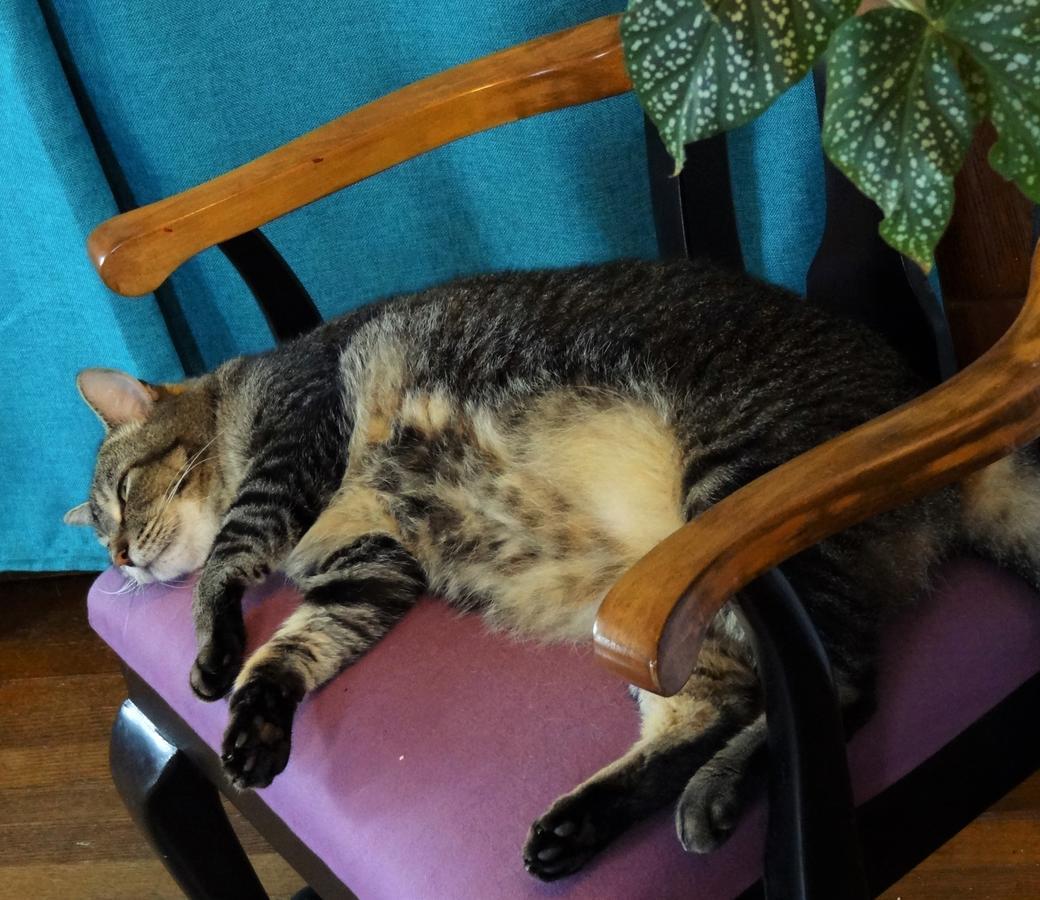 The One Cat Bed and Breakfast Brattleboro Eksteriør billede
