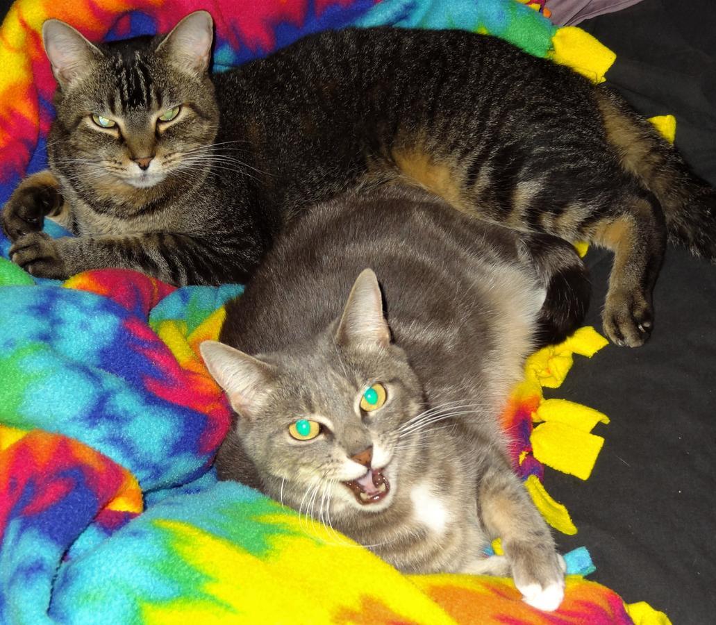 The One Cat Bed and Breakfast Brattleboro Eksteriør billede