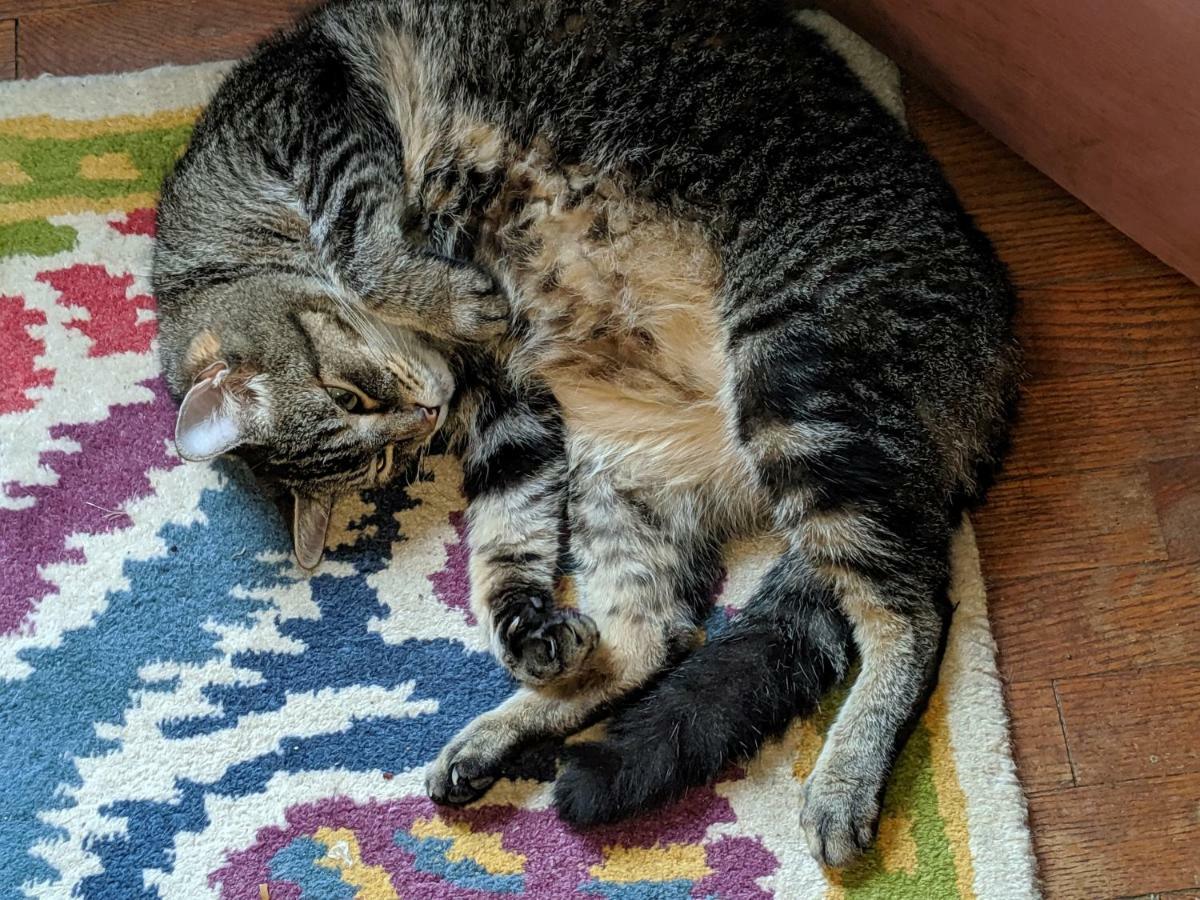 The One Cat Bed and Breakfast Brattleboro Eksteriør billede